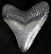 Serrated Juvenile Megalodon Tooth - Florida #21198-1
